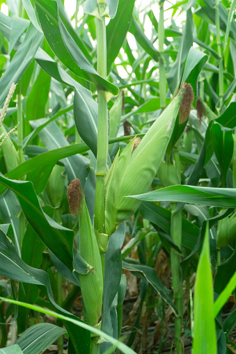Cultivo de Maíz Escaneado